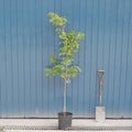 Single stem tree, 150-200cm, 12L pot