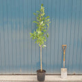 Single stem tree, 150-200cm, 12L pot
