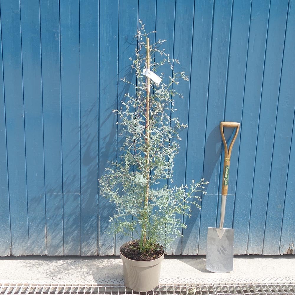 Eucalyptus gunnii France Bleu in pot