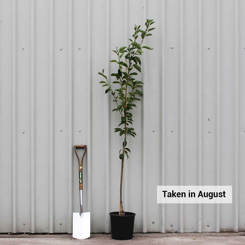 Prunus x yedoensis | Japanese Yoshino Cherry Tree | Ornamental Trees