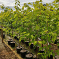 Single stem tree, 150-200cm, 12L pot