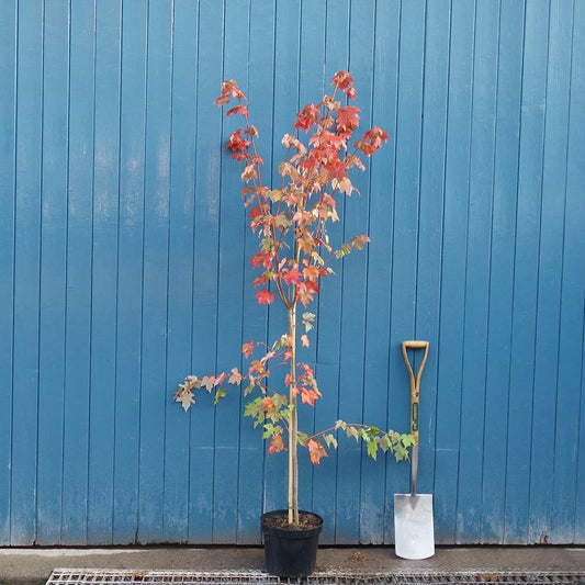 Acer rubrum October Glory single stem Maple tree in pot
