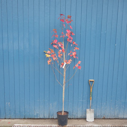 Acer rubrum 'Sun Valley' tree in pot