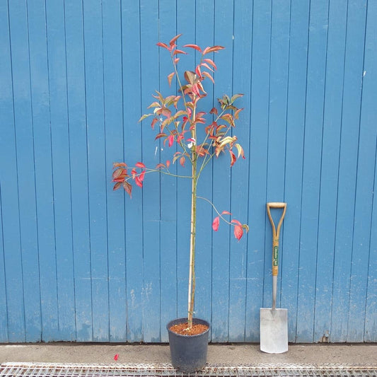 Euonymus europaeus 'Red Cascade'
