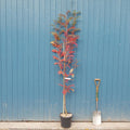 Single stem tree, 150-200cm, 12L pot
