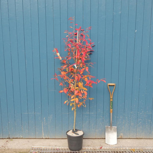 Amelanchier x grandiflora 'Robin Hill' single stem tree in pot