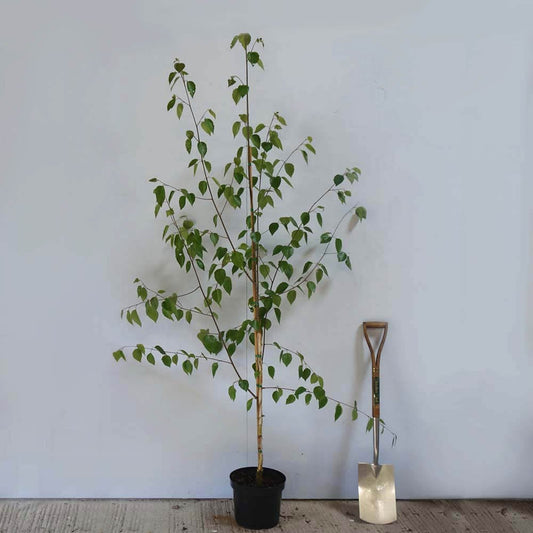 Betula utilis jacquemontii Birch tree in black pot