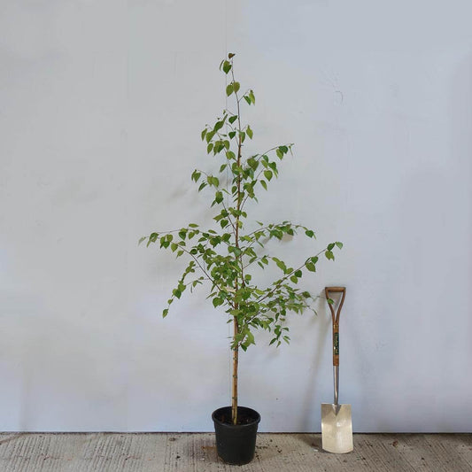 Betula utilis jacquemontii Himalayan Birch tree in pot