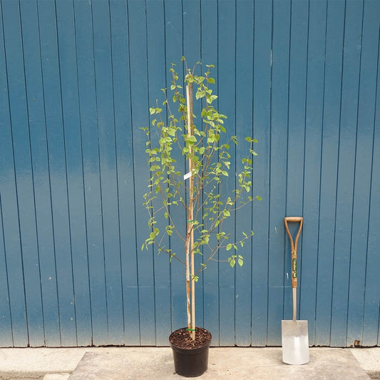 Betula utilis jacquemontii 'Snow Queen' Himalayan Birch in pot