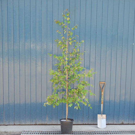 Betula jacquemontii 'Snow Queen' Himalayan Birch tree in black pot