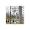 Pleached Ornamental Plum