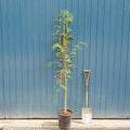 Single stem tree, 150-200cm, 12L pot