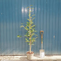 Single stem tree, 150-200cm, 12L pot