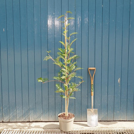Sorbus 'Eastern Promise' Tree