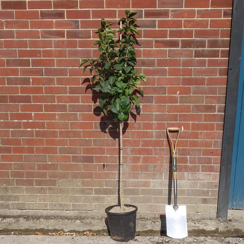 Syringa vulgaris 'Beauty Of Moscow'