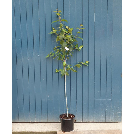 Acer davidii 'Viper' tree in pot