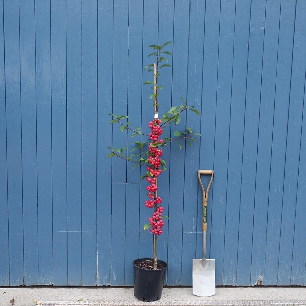 Malus robusta Red Sentinel | Crab Apple Tree | Ornamental Trees