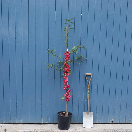 Malus robusta Red Sentinel | Crab Apple Tree | Ornamental Trees
