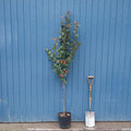 Single stem tree, 150-200cm, 12L pot