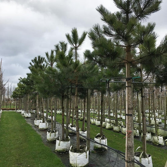 Pinus sylvestris Scots Pine Tree | Buy Conifers | Ornamental Trees