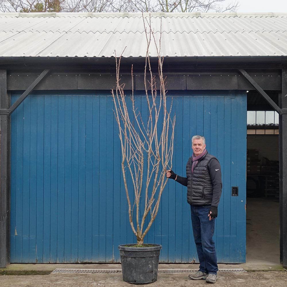 Prunus Kanzan | Buy Japanese Cherry Blossom Trees | Ornamental Trees