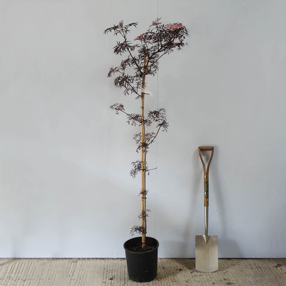 black lace plant in a pot Sambucus nigra Black Lace | Eva Black Elder Shrubs