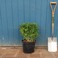 Bush, 30-50cm, 12L pot