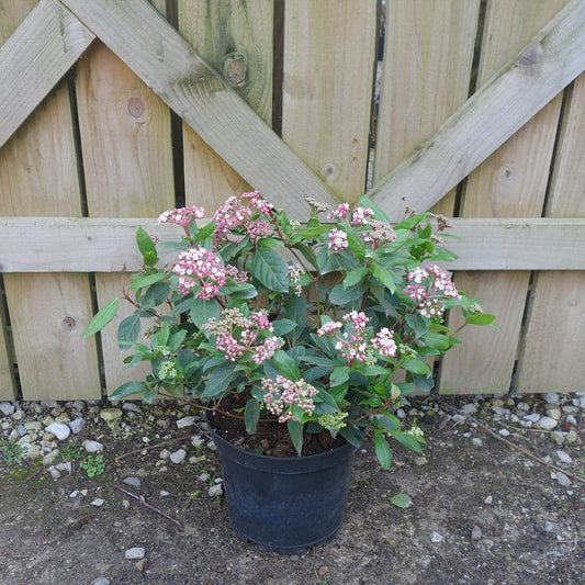 Viburnum tinus 'Eve Price' shrub