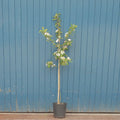 Single stem tree, 150-200cm, 12L pot