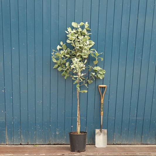 Sorbus aria 'Lutescens