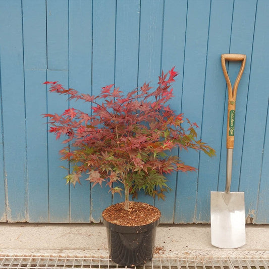 Acer palmatum 'Atropurpureum' Maple in pot