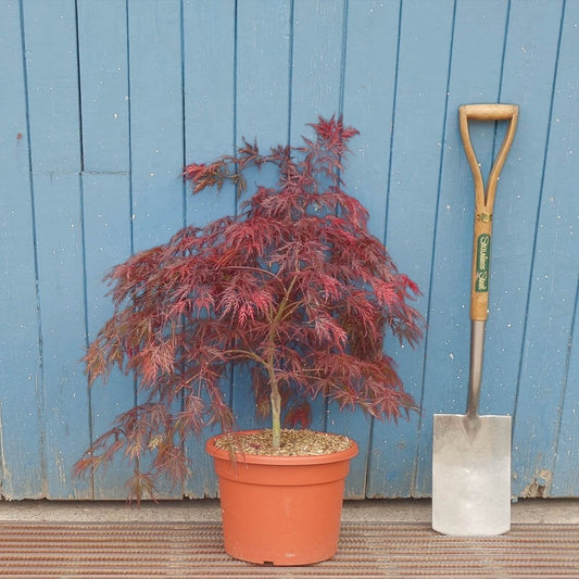 Acer palmatum dissectum 'Garnet'