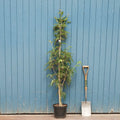 Single stem tree, 150-200cm, 12L pot