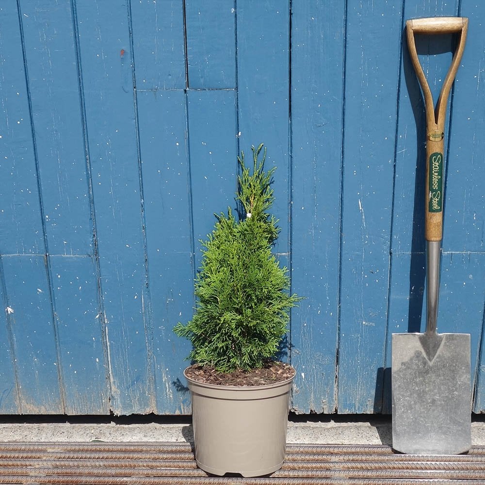 Thuja occidentalis Smaragd | Arborvitae | Ornamental Trees