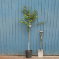 Single stem tree, 150-200cm, 12L pot