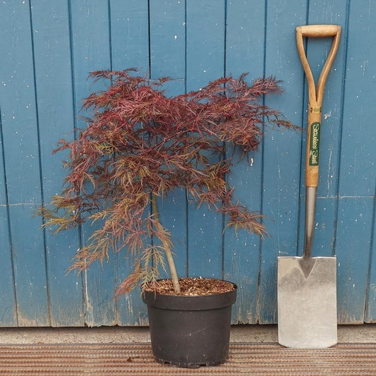 Acer palmatum dissectum 'Ever Red'