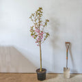 Single stem tree, 150-200cm, 12L pot