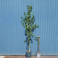 Single stem tree, 150-200cm, 12L pot