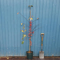 Single stem tree, 150-200cm, 12L pot