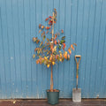 Single stem tree, 150-200cm, 12L pot