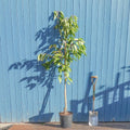 Single stem tree, 150-200cm, 12L pot