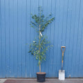 Single stem tree, 150-200cm, 12L pot