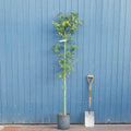 Single stem tree, 150-200cm, 12L pot