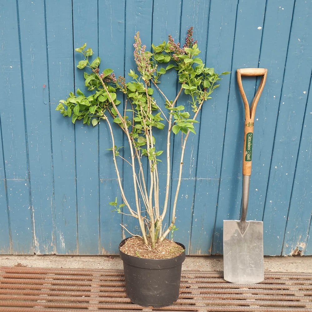 Syringa Tree Roots Syringa vulgaris Michel Buchner Pink Lilac Tree – Ornamental Trees