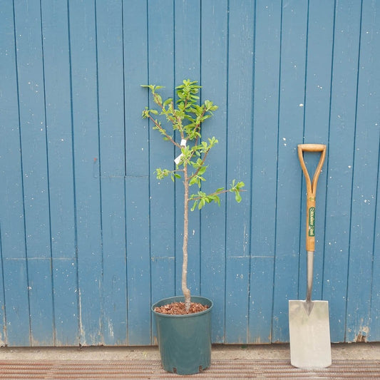 Prunus domestica 'Victoria' Plum tree in small pot