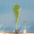 Single stem tree, 150-200cm, 12L pot