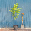 Single stem tree, 150-200cm, 12L pot