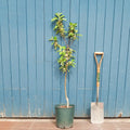 Single stem tree, 125-175cm, MM106 (semi-vigorous), 12L pot