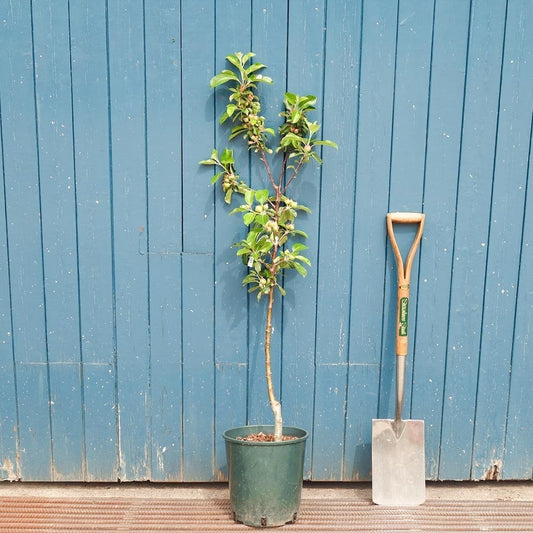 Malus domestica 'Cobra' Apple tree in pot