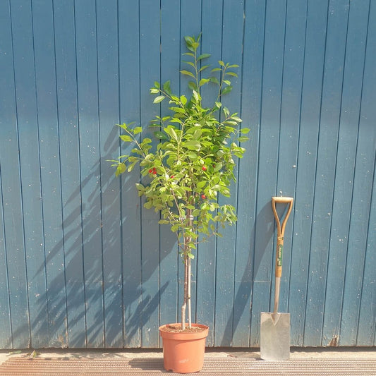 Morello Cherry tree